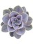 Echeveria Perle Van Nurnberg Sukulent 2