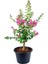 Videolu Oya Ağacı Çiçeği Kırmızı-Beyaz-Pembe 3 Adet Saksılı/ Tüplü 40-70 cm (Lagerstroemia Indica) 3
