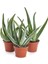 Aloevera Fidanı (Boy 25-30 Cm) 1