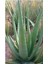 Aloevera Fidanı (Boy 25-30 Cm) 2