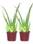 2 Adet Aloevera Çiçeği Bitkisi Aloe Vera Fidanı Dolgun Bol Yavrulu 25-30CM 1
