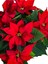 Videolu 1 Adet Atatürk Çiçeği Ofis/salon Bitkisi 40-60 cm Saksılı Iç Mekan Bitkileri Poinsettia 2