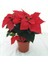 Videolu 1 Adet Atatürk Çiçeği Ofis/salon Bitkisi 40-60 cm Saksılı Iç Mekan Bitkileri Poinsettia 3