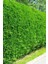 Serada Decor Plant Videolu Favori Leylandi Çam Fidanı (70-100 Cm)1 Adet Saksılı Dış Mekan Cupressocyparis Leylandii 2