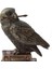 Baykuş Hedwig - Harry Potter Biblo Veronese Design 5
