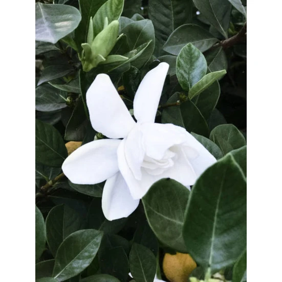 Serada Decor Plant Videolu 1 Adet Beyaz Çiçekli Mis Kokulu Gardenya Çiçeği 20-30 cm Saksılı Iç Mekan Bitkileri Gardenia