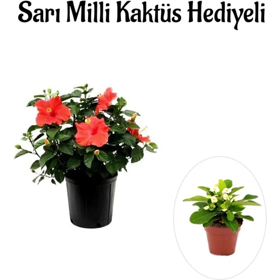 Serada Decor Plant Sevgililer Gününe Özel Çiçekli Kırmızı Japon Gülü Çiçeği Sarı Milli Kaktüs Hediyeli