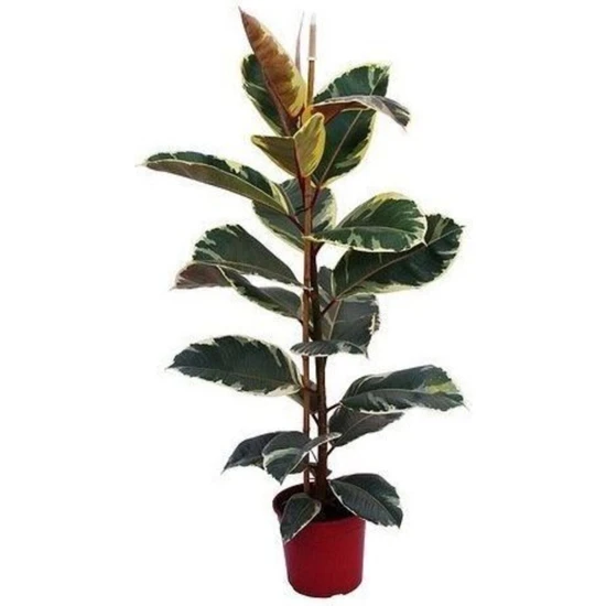 Serada Decor Plant Videolu 1 Adet Alacalı Kauçuk Çiçeği Fidanı 70-100CM Tüplü Çiçekli Bodur Bitkiler Ficus Elastica