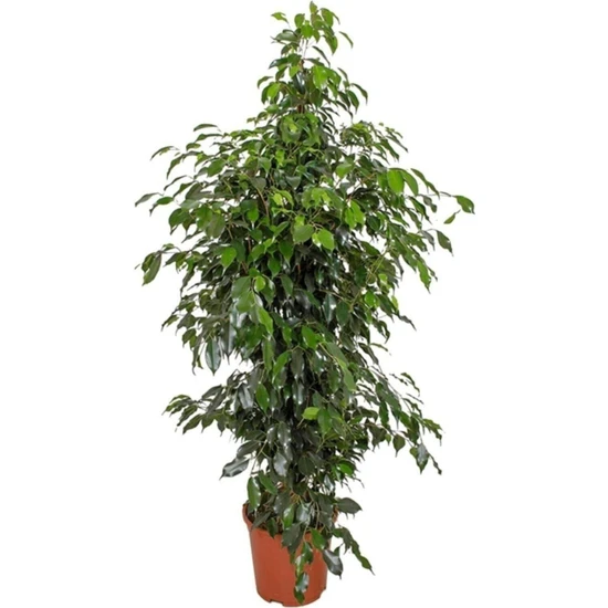 Serada Decor Plant Benjamin Bitkisi 130 140 cm Ficus Benjamina Danielle Salon Bitkisi Ofis Bitkisi Ev Bitkisi