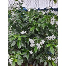 Bitkim Sende Videolu Mis Kokulu Arap Yasemini (40 50 Cm)4 Adet Tüplü Rhyncospermum Jasminoides