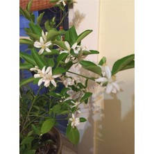 Bitkim Sende Videolu Mis Kokulu Arap Yasemini (40 50 Cm)9 Adet Saksılı /tüplü Rhyncospermum Jasminoides