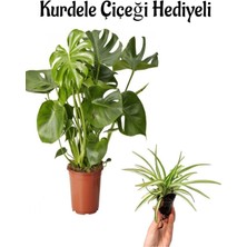 Bitkim Sende Geniş Yapraklı Deve Tabanı Bitkisi Kadınlar Gününe Özel Kurdele Çiçeği Hediyeli