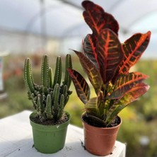 Bitkim Sende Büyük Kaktüs ve Kraton Çiçeği (2 Li Hediye Paketi+Kart Notu)