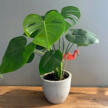 Bitkim Sende Deve Tabanı 40-50 cm