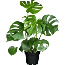 Bitkim Sende Monstera Deliciosa Deve Tabanı Bitkisi 40-50 cm Iç Mekan Bitkisi Ofis Bitkisi
