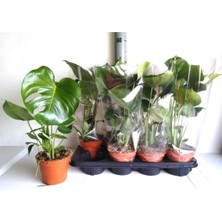 Bitkim Sende Deve Tabanı 40-60 cm Iç Mekan Bitkileri