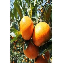 Bitkim Sende Aşılı Bodrum Mandalina Fidanı (Kokulu) 2 Yaş Bol Verimli