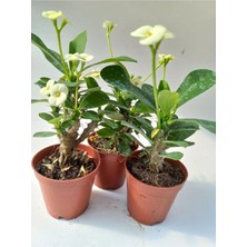 Bitkim Sende Euphorbia Milii Sarı(Dikenler Tacı)Çiçeği 8.5cm Saksıda