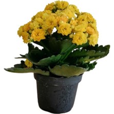 Bitkim Sende Kalanchoe - Kalanşo Çiçeği (Sarı Çiçekli)