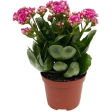 Bitkim Sende Kalanchoe Çiçeği Kalanşo Çiçeği Bitki Ev Ofis Bitkisi 20 - 25 cm