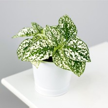 Bitkim Sende Hypoestes Phyllostachya - Hostes Çiçeği (Beyaz)