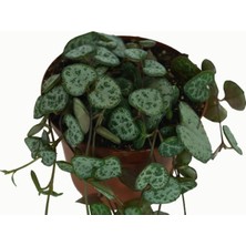 Bitkim Sende Kalp Kalbe Karşı Çiçeği  Ceropegia Woodii