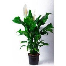 Bitkim Sende Barış Çiçeği Spathiphyllum 90 - 110 cm