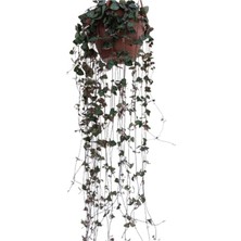 Bitkim Sende Kalp Kalbe Karşı Çiçeği - Ceropegia Woodii