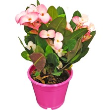 Bitkim Sende Euphorbia Milii Dikenler Tacı Çiçekli Kaktüs Alacalı Pembe