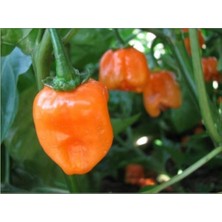Bitkim Sende Çok Acı Habanero Biberi Tohumu 5 Adet Tohum Biber Tohumu
