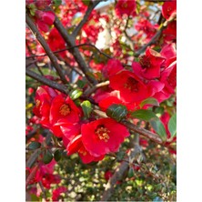 Bitkim Sende Japon Ayvası (Japanese Quince) Bol Çiçekli Süs Bitkisi Aşılı Meyve Fidanı