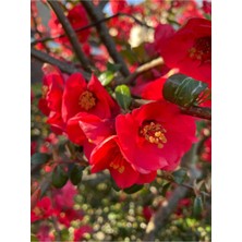 Bitkim Sende Japon Ayvası (Japanese Quince) Bol Çiçekli Süs Bitkisi Aşılı Meyve Fidanı