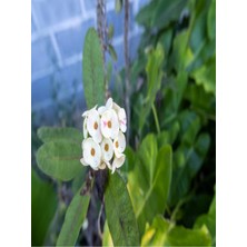 Bitkim Sende Dikenler Tacı Çiçekli Beyaz 8,5 Saksıda Dolgun Formlu Iç Mekan Bitkisi