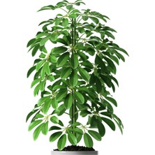 Bitkim Sende Şeflera (Sheflera) Bitkisi | Ikili | 90 - 110 cm
