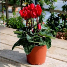 Bitkim Sende Koyu Kırmızı Siklamen Çiçeği 20CM-40CM Hediyelik Bitki