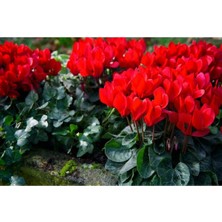 Bitkim Sende Kırmızı Sıklamen Çiçeği 3 Adet Cyclamen