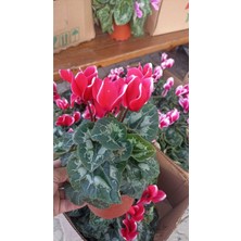 Bitkim Sende Sıklamen Hediyelik Çiçek