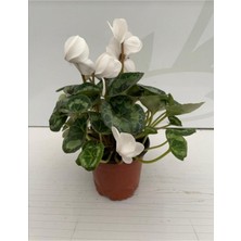 Bitkim Sende Cyclamen Siklamen 2 Adet Pembe ve Beyaz Çiçekli Bodur Bitki
