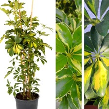 Bitkim Sende Videolu Tek Dal Tebrik Hediyesi Alacalı Şeflera Çiçeği 50-70 cm Saksılı Iç Mekan Bitki Schefflera