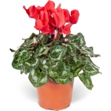 Bitkim Sende Sıklamen Çiçeği Kırmızı Cyclamen 20CM-30CM