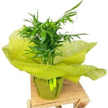 Bitkim Sende Dağ Palmiyesi Yeşil Hediyelik Paketleme+Kart Notu Iş Tebrik Çiçeği