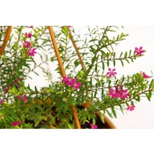 Bitkim Sende Videolu 1 Adet Pembe Renk Cennet Çiçeği 20-30 cm Tüplü Çiçekli Bodur Bitkiler Pink Strelitzia