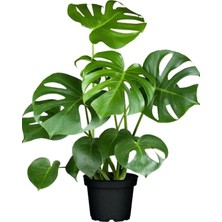 Bitkim Sende Deve Tabanı - Monstera Deliciosa - 50 cm Boyunda