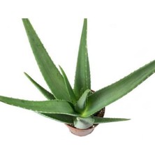 Bitkim Sende Çok Büyüyen Aloe Vera Fidanı 30 cm Köklü Odunsu