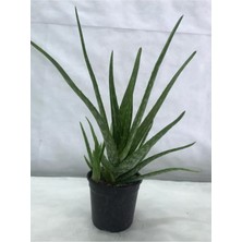 Bitkim Sende Çok Büyüyen Aloe Vera Fidanı 30 cm Köklü Odunsu