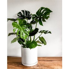 Bitkim Sende Deve Tabanı Bitkisi 90 110 cm Monstera Deliciosa Ev Bitkisi Ofis Bitkisi Salon Bitkisi
