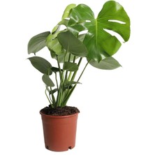 Bitkim Sende Deve Tabanı - Monstera Deliciosa - 50 cm Boyunda