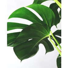 Bitkim Sende Deve Tabanı - Monstera Deliciosa - 50 cm Boyunda