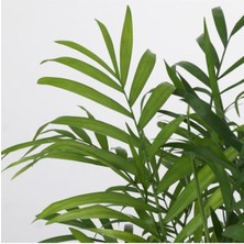 Bitkim Sende Dağ Palmiyesi – Chamaedorea Elegans 30-40 cm -Peyzaj Burada Iç Mekan Süs Bitkisi