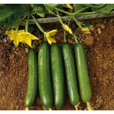 Bitkim Sende Eko Paket 200 Adet Tohum Çengelköy Salatalık Tohumu Hıyar Salatalık Tohumu